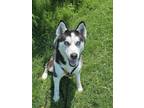 Adopt Balto a Siberian Husky, Mixed Breed