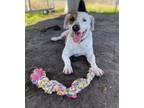 Adopt Milo a Mixed Breed