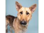 Adopt Ace a German Shepherd Dog