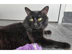 Adopt OCHO a Domestic Medium Hair