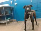 Adopt TOD a German Shepherd Dog, Mixed Breed