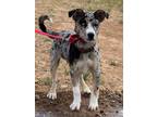 Adopt PERCY a Australian Cattle Dog / Blue Heeler, Mixed Breed