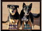 Adopt KILO a Siberian Husky, German Shepherd Dog