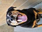 Adopt JAZZ a German Shepherd Dog, Mixed Breed