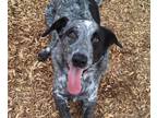 Adopt BEAU a Australian Cattle Dog / Blue Heeler, Basset Hound