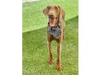 Adopt BRODY a Doberman Pinscher