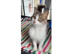 Adopt Johnny a Domestic Short Hair