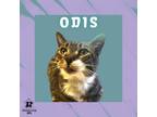 Adopt Odis a Domestic Short Hair