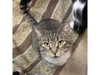 Adopt Joey a Domestic Short Hair