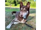 Adopt Red a Husky