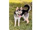 Adopt SLOAN a German Shepherd Dog, Mixed Breed