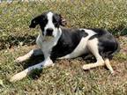Adopt CRAB a Labrador Retriever, Pit Bull Terrier