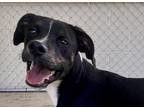 Adopt DR PEPPER a Labrador Retriever, Pit Bull Terrier