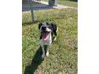 Adopt BLACK OLIVE a Labrador Retriever, Pit Bull Terrier