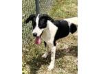 Adopt SLIM JIM a Labrador Retriever, Pit Bull Terrier