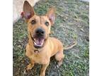 Adopt Ollie a Mixed Breed, Carolina Dog