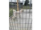 Adopt Honey a Standard Poodle, Mixed Breed