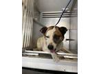 Adopt CU-JOSEPH a Labrador Retriever, Australian Cattle Dog / Blue Heeler