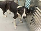 Adopt DENNIS a Border Collie