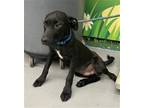 Adopt SWIPER a Labrador Retriever