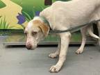 Adopt PUNN a Labrador Retriever, Mixed Breed