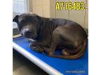 Adopt SIR a Shar-Pei