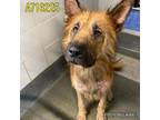 Adopt TAZ a Akita