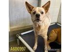 Adopt CARSON a Australian Cattle Dog / Blue Heeler