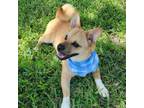 Adopt Maverick a Cardigan Welsh Corgi