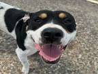 Adopt ZORRO a Greater Swiss Mountain Dog, Mixed Breed