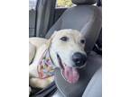 Adopt KOTA a Labrador Retriever