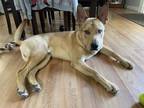 Adopt PERCY a Golden Retriever, Siberian Husky