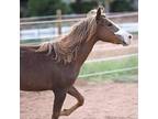 Adopt Francisco a Quarterhorse