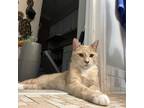 Adopt Baby Bird a Domestic Short Hair
