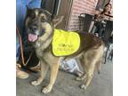 Adopt Roadie a German Shepherd Dog