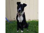Adopt Abrams a Retriever, Mixed Breed