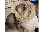 Adopt TNT Tanner and Tucker a Tabby