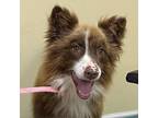 Adopt Bear a Australian Shepherd