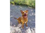 Adopt Wilson a Mountain Cur