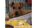 Adopt Remy Lockhart a Mountain Cur, Terrier