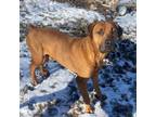 Adopt Dalen - Fully Sponsored - Currently in a foster home! a Rottweiler
