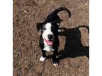 Adopt Cortado *My adoption fee is partially sponsored!* a Australian Shepherd