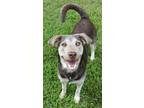 Adopt Loki a Labrador Retriever, Husky