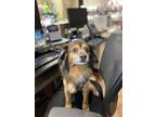 Adopt Thor-tin TX a Pomeranian, Terrier