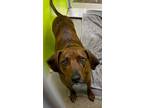Adopt Boone a Boxer, Coonhound