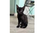 Adopt Cameron a Bombay, Domestic Short Hair