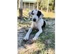 Adopt Cowboy a Hound, Labrador Retriever