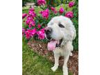 Adopt Daryl a Great Pyrenees