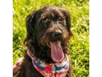 Adopt McGruff a Mixed Breed, Poodle