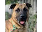 Adopt Peanut Collins a German Shepherd Dog